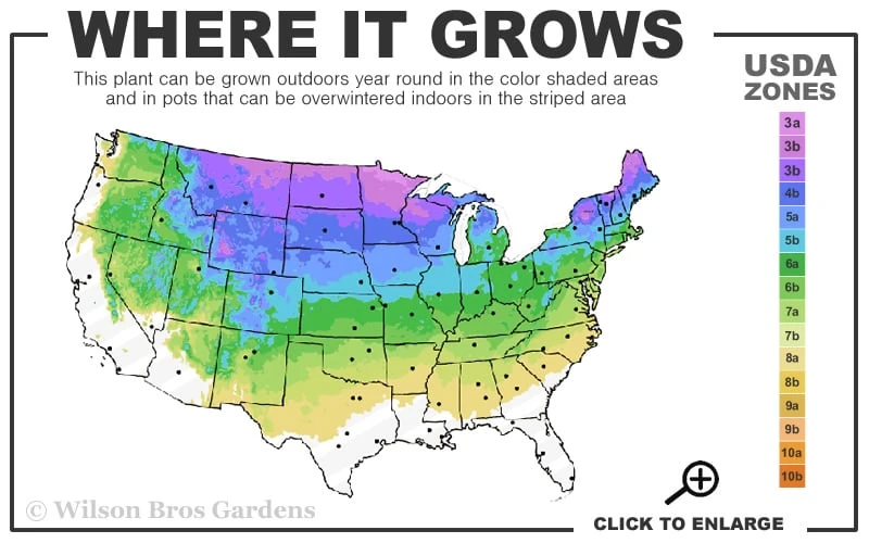 Red Osier Red Twig Dogwood (Cornus Sericea) - 1 Gallon Pot - Image 3