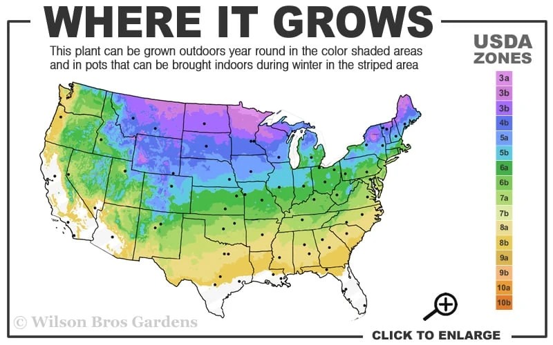 Blizzard Mock Orange (Philadelphus) - 1 Gallon Pot - Image 3