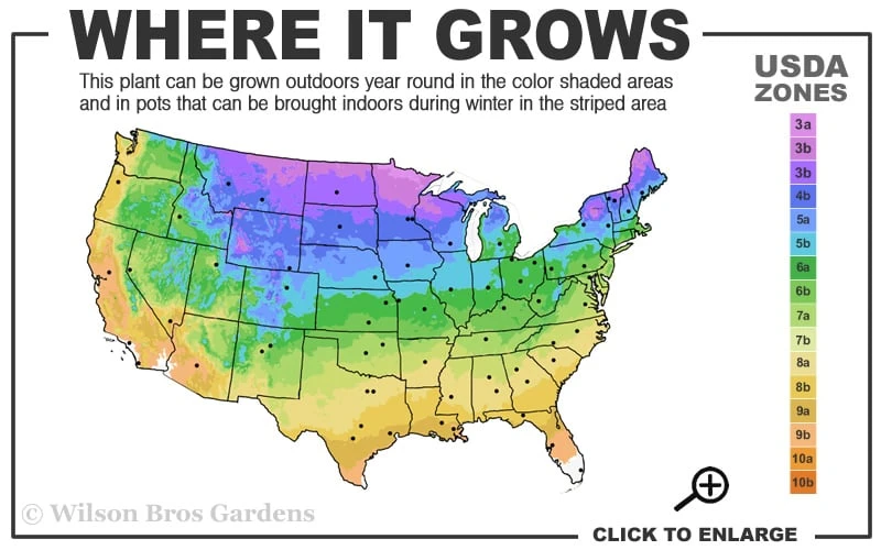 Mahogany Ajuga (Bugleweed) - 5 Pack Of Quart Pots - Image 3