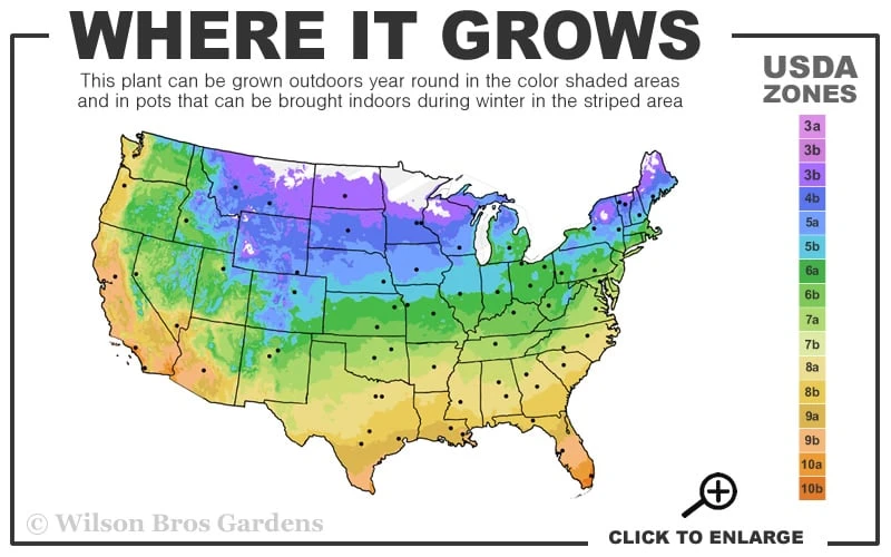Popcorn Drift Groundcover Rose - 1 Gallon Pot - Image 3