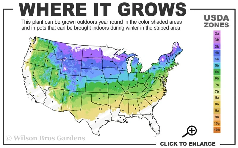 Illuminati Arch Mock Orange (Philadelphus Coronarius) - 3 Gallon Pot - Image 3