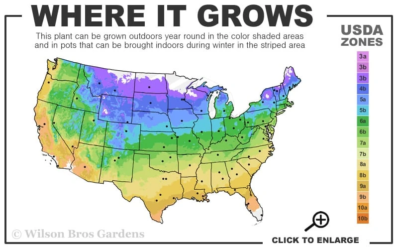 Josephine Clematis - 1 Gallon Pot - Image 3