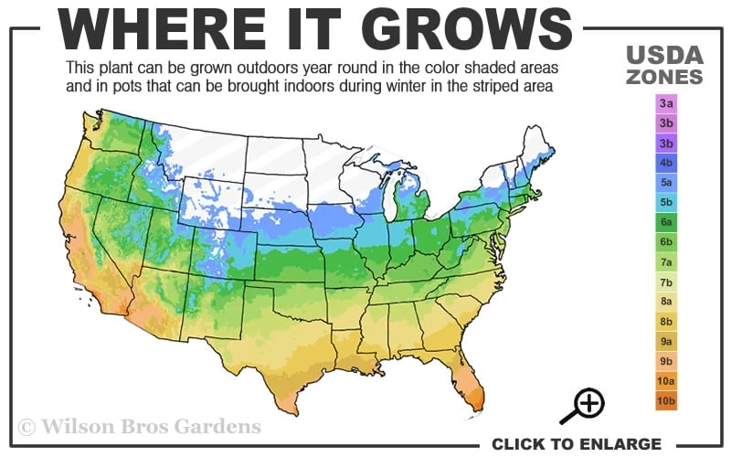 Needlepoint Ivy (Hedera Helix) - 5 Pack Of Pint Pots - Image 3