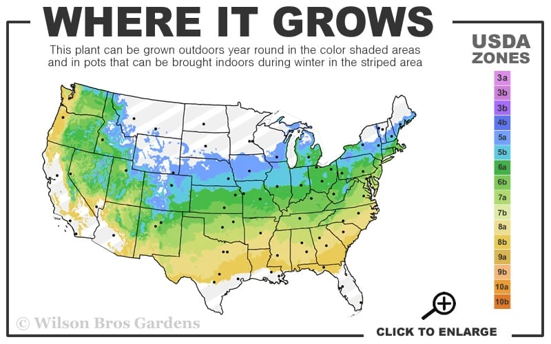 Mary Poppins Azalea (Rhododendron) - 5 Gallon Pot - Image 3