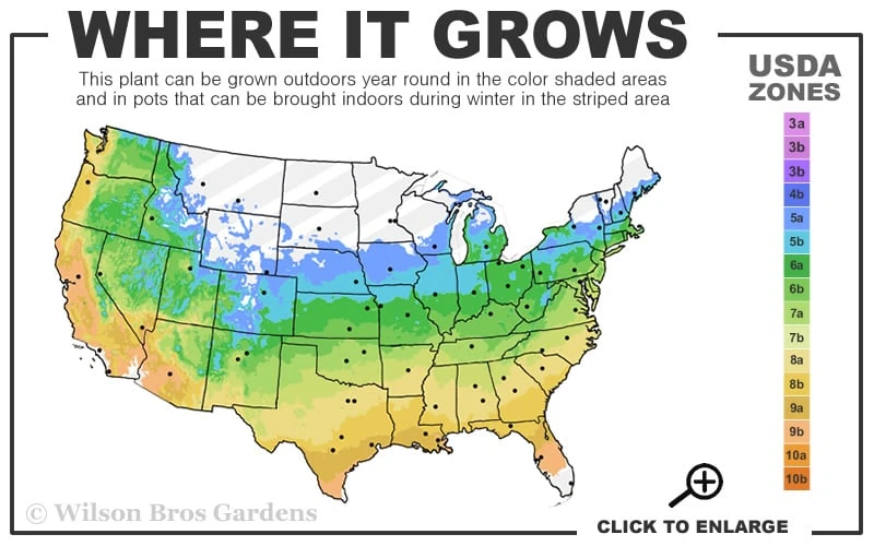 Twisting Red Leucothoe (Fetterbush) - 1 Gallon Pot - Image 3