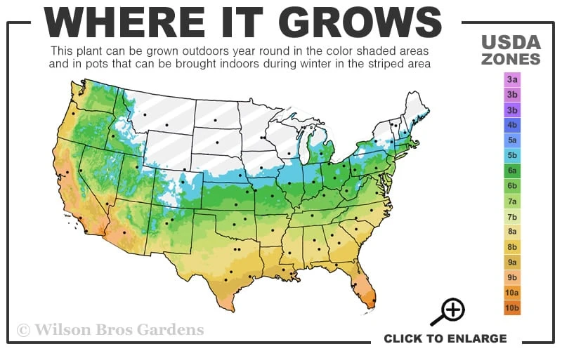 Creeping Lilyturf - Liriope Spicata - 18 Count Flat Of Pint Pots - Image 3