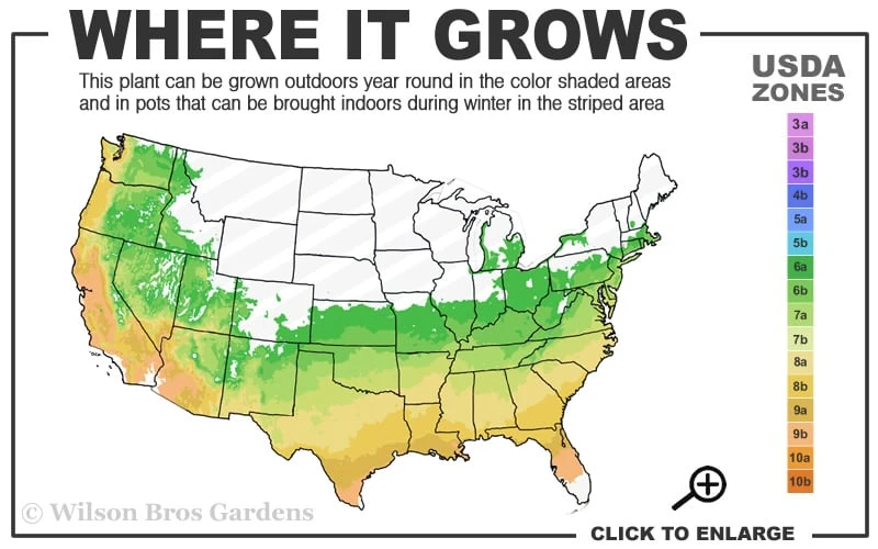 Purple Leaf Tea Olive (Osmanthus Heterophyllus 'Purpurea') - 2 Gallon Pot - Image 3