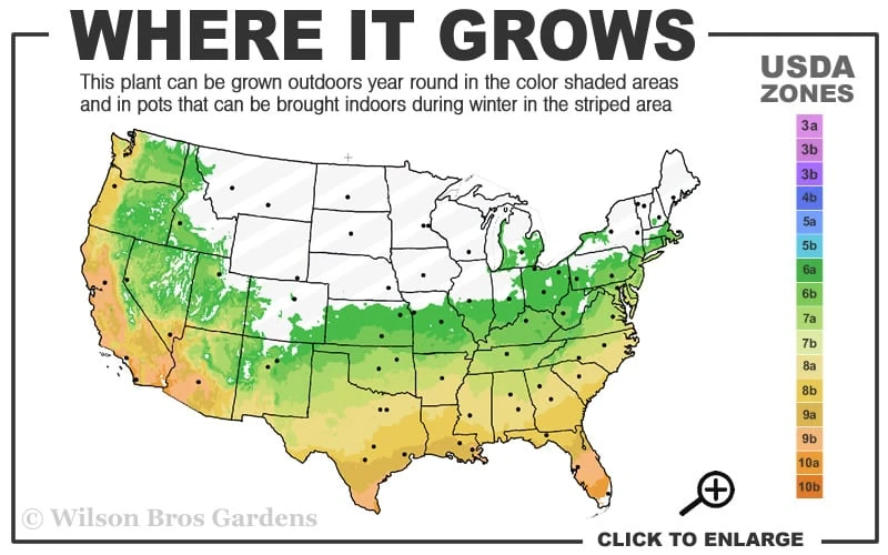Snow Flurry Hardy Gardenia - 1 Gallon Pot - Image 3