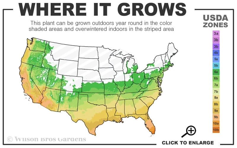 Crown Jewel Gardenia - 1 Gallon Pot - Image 3