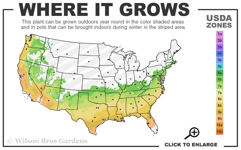 Snow Flurry Cold Hardy Camellia Hybrid - 3 Gallon Pot - Image 3