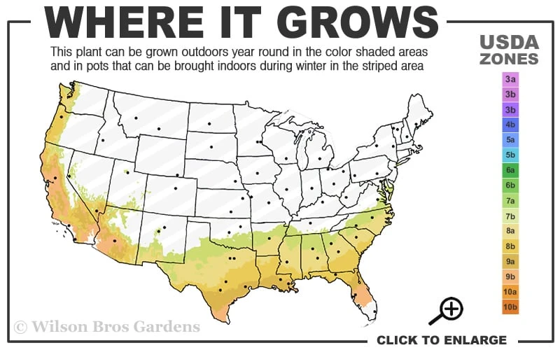 Snowbells Camellia (Camellia Transarisanensis) - 3 Gallon Pot - Image 3