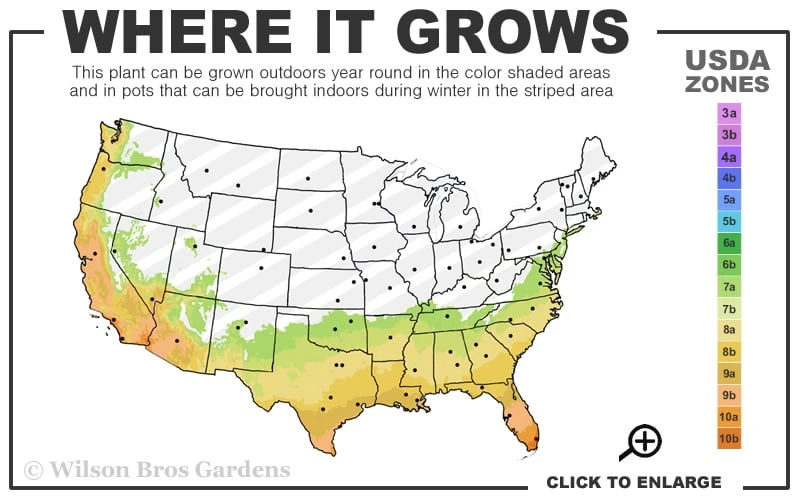 Woodlanders Cold Hardy Red Bottlebrush - Callistemon - 3 Gallon Pot - Image 3