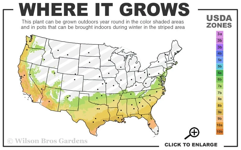 Dr. J.C. Raulston Camellia Japonica - 7 Gallon Pot - Image 3