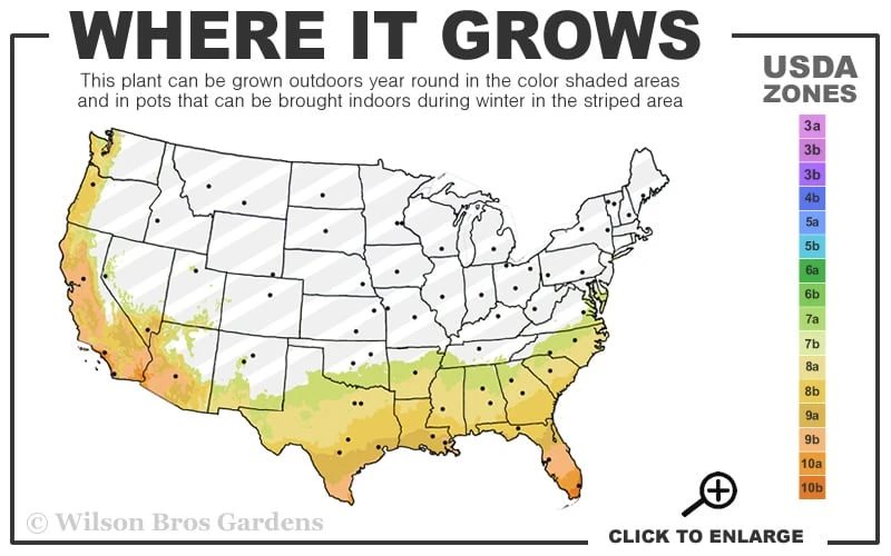 Radicans Creeping Dwarf Gardenia - 1 Gallon Pot - Image 3