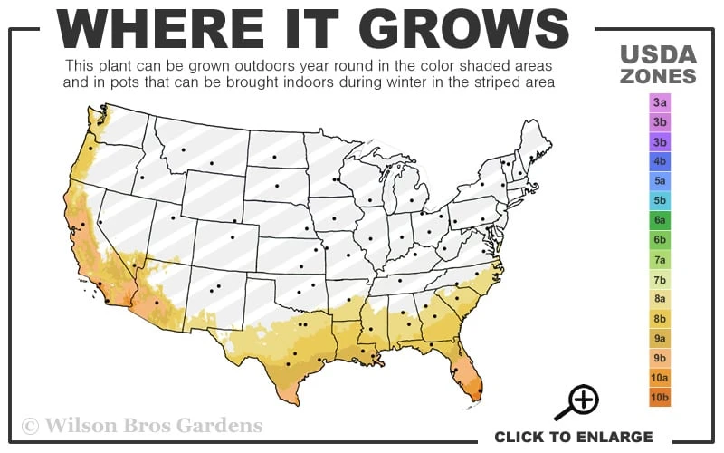 Crescent Moon Dwarf Gardenia - 1 Gallon Pot - Image 3