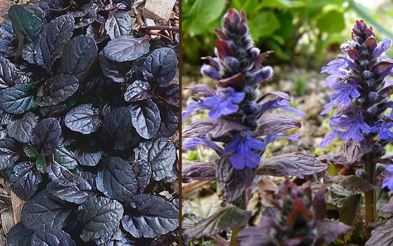 Mahogany Ajuga (Bugleweed) - 5 Pack Of Quart Pots - Image 4