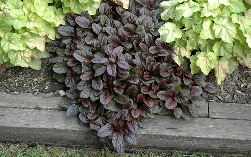 Mahogany Ajuga (Bugleweed) - 5 Pack Of Quart Pots - Image 5