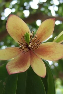 Banana Shrub - 7 Gallon Pot (4-5')