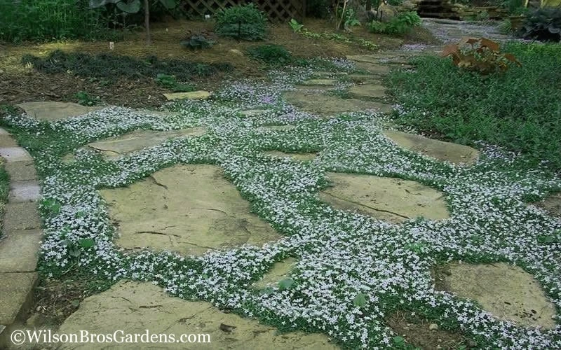 Blue Star Creeper (Laurentia Fluviatilis) - 10 Pack Of Pint Pots - Image 7