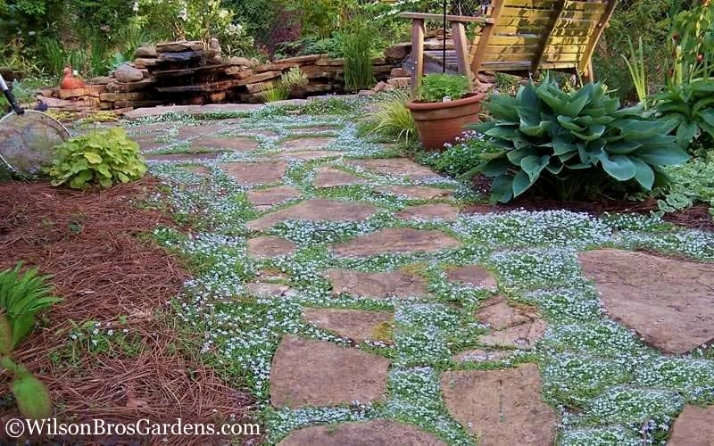 Blue Star Creeper (Laurentia Fluviatilis) - 3 Pack Of Quart Pots - Image 5
