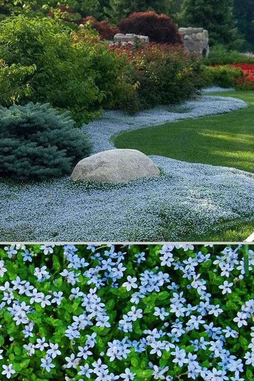 Blue Star Creeper (Laurentia Fluviatilis) - 3 Pack Of Quart Pots - Image 6