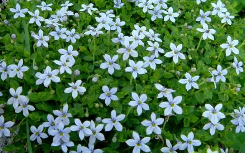 Blue Star Creeper (Laurentia Fluviatilis) - 3 Pack Of Quart Pots - Image 4