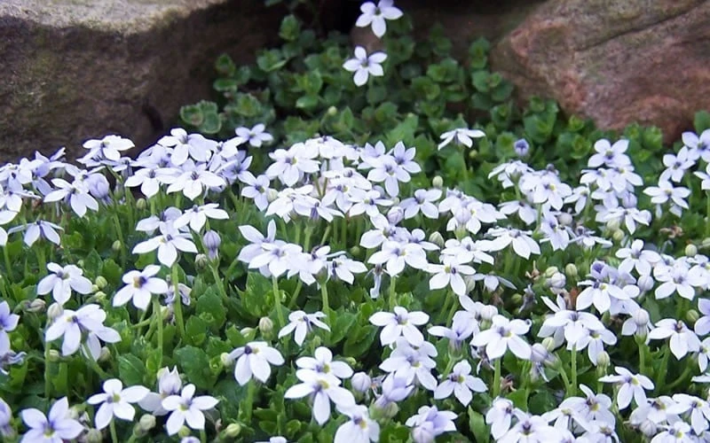 Blue Star Creeper (Laurentia Fluviatilis) - 10 Pack Of Pint Pots - Image 9
