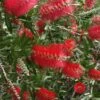Scarlet Compacta Bottlebrush - Callistemon - 3 Gallon Pot