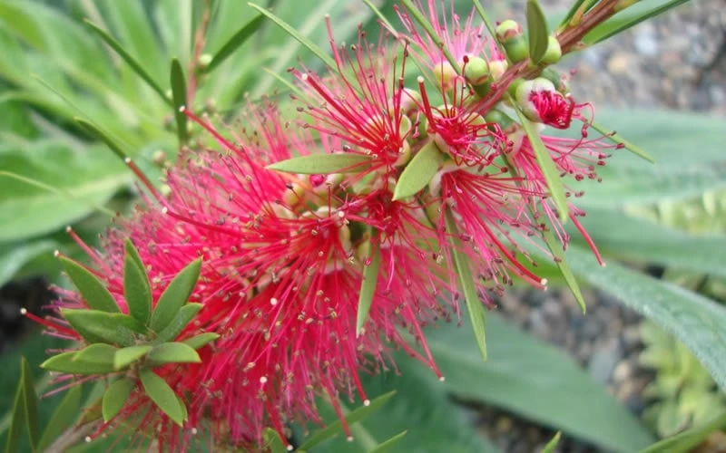 Woodlanders Cold Hardy Red Bottlebrush - Callistemon - 3 Gallon Pot - Image 5