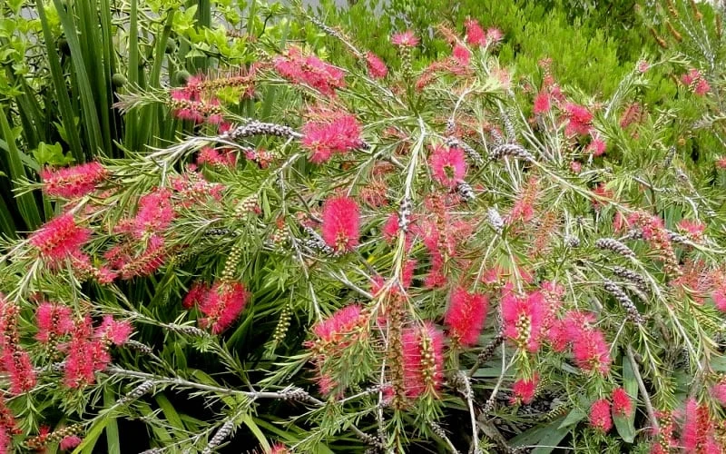 Semmes Cold Hardy Red Bottlebrush - Callistemon - 3 Gallon Pot - Image 4