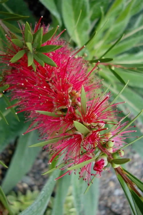 Woodlanders Cold Hardy Red Bottlebrush - Callistemon - 1 Gallon Pot - Image 6