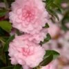 October Magic Pink Perplexion Camellia - 2 Gallon Pot