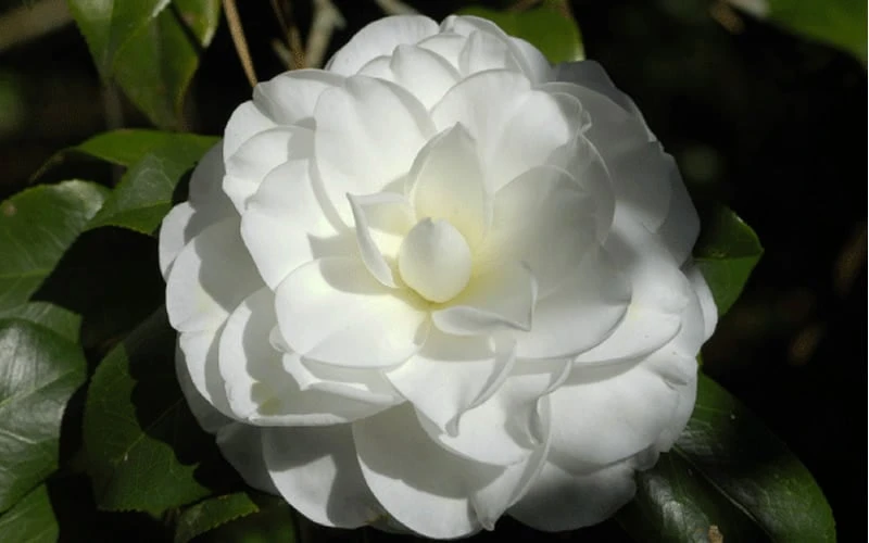 Alba Plena Camellia Japonica - 7 Gallon Pot (3-4') - Image 4