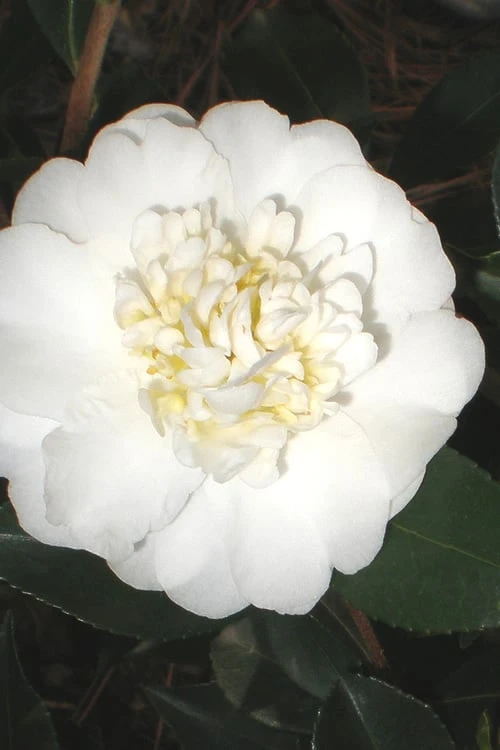 Autumn Rocket Camellia Sasanqua - 1 Gallon Pot