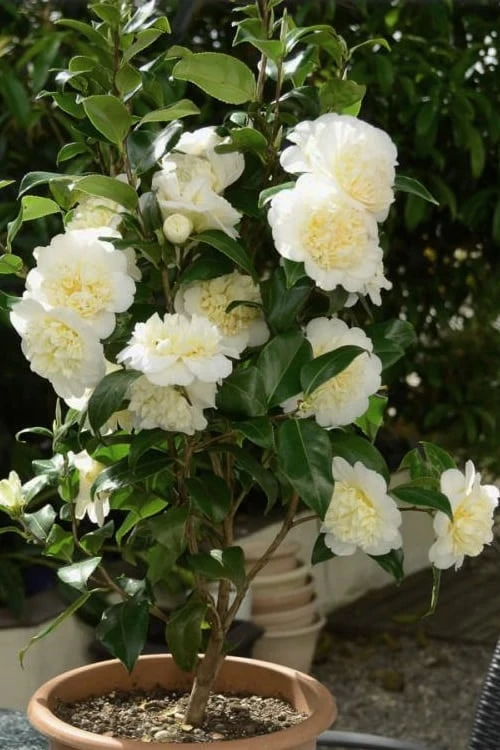 Brushfield Yellow Camellia Japonica - 6 Pack Of 1 Gallon Pots - Image 5