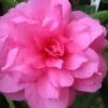 Chansonette Dwarf Weeping Camellia Sasanqua - 1 Gallon Pot