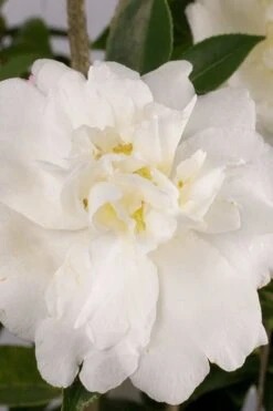 Diana Camellia Sasanqua - 2 Gallon Pot