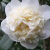 Fifth Avenue White Camellia Japonica - 3 Gallon Pot