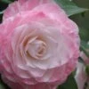 Grace Albritton Camellia Japonica - 1 Gallon Pot