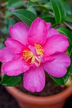 Kanjiro Camellia Sasanqua - 7 Gallon Pot (4-5')