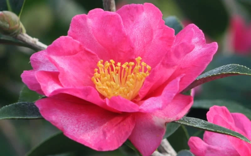 Kanjiro Camellia Sasanqua - 3 Gallon Pot - Image 4
