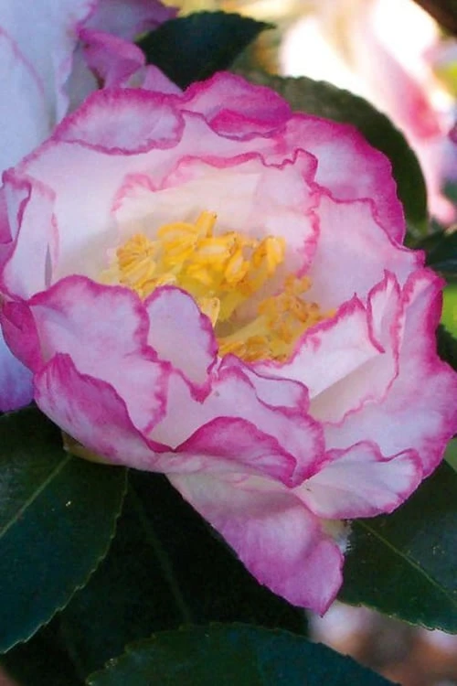 October Magic Inspiration Camellia - 2 Gallon Pot - Image 4