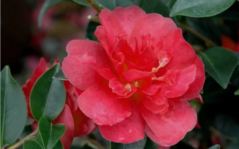 October Magic Rose Camellia - 3 Gallon Pot - Image 4