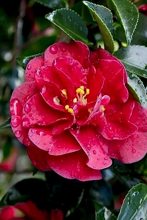 October Magic Ruby Camellia - 3 Gallon Pot - Image 4
