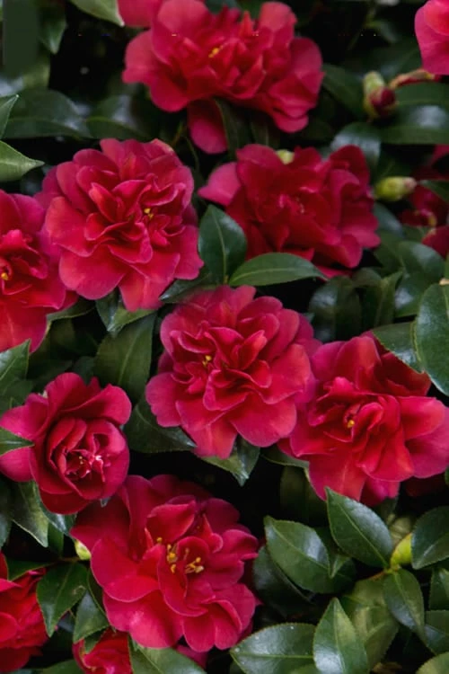 October Magic Ruby Camellia - 3 Gallon Pot - Image 6