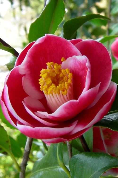 Sadaharu Oh Camellia - 3 Gallon Pot - Image 7