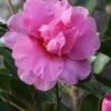 Showa No Sakae Dwarf Camellia Sasanqua - 1 Gallon Pot