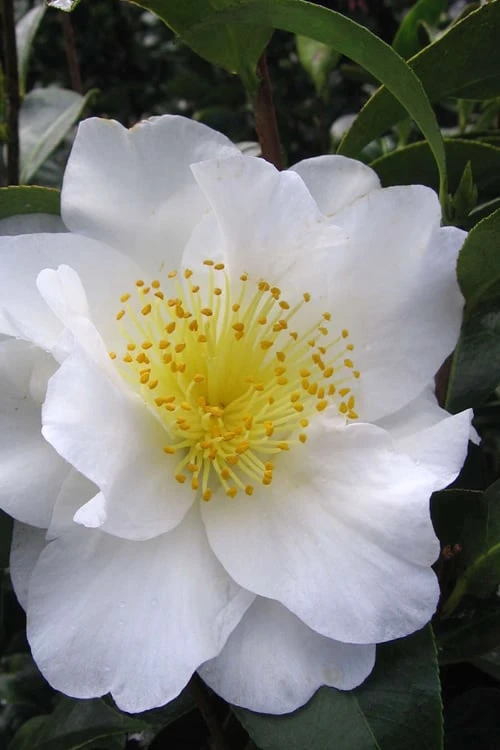 Silver Waves Camellia Japonica - 1 Gallon Pot