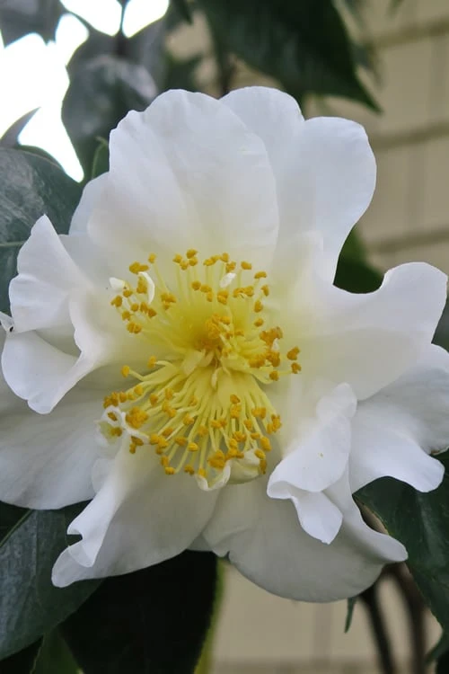 Silver Waves Camellia Japonica - 1 Gallon Pot - Image 4