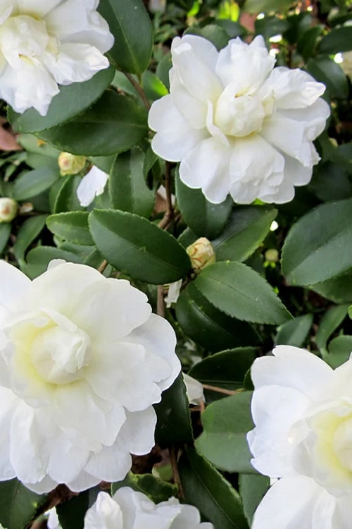 Snow Flurry Cold Hardy Camellia Hybrid - 3 Gallon Pot - Image 7